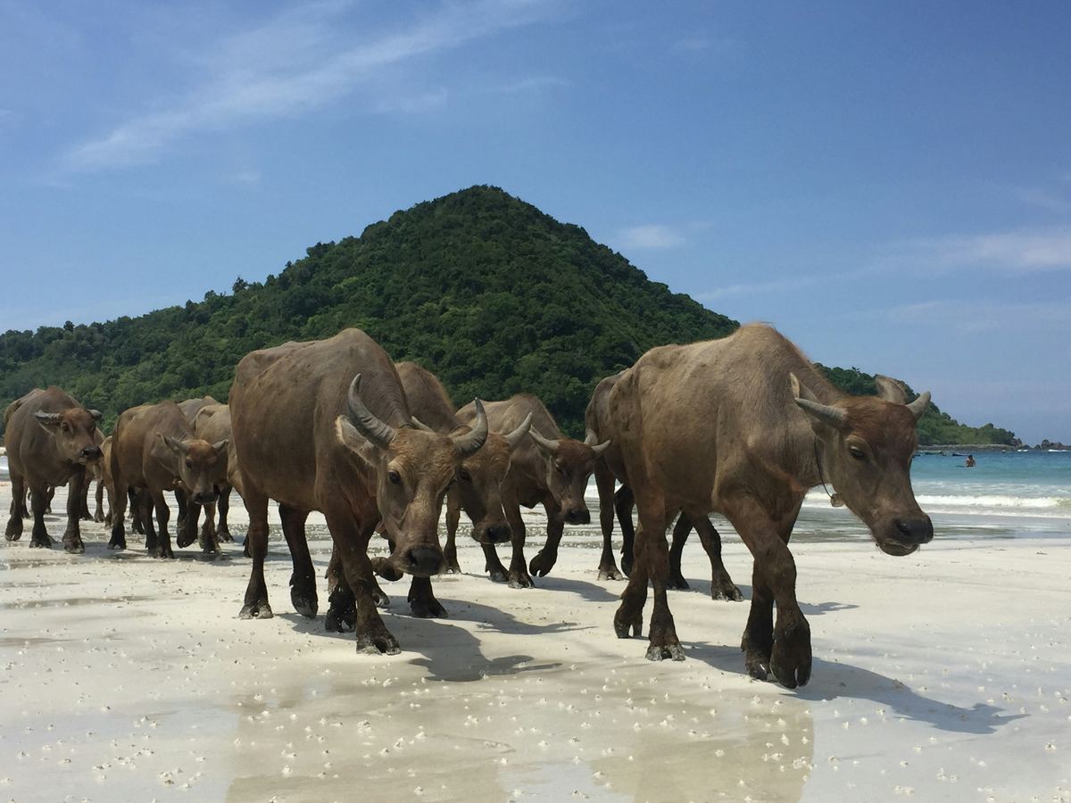 Water buffalo walking across a white beach below a green hill